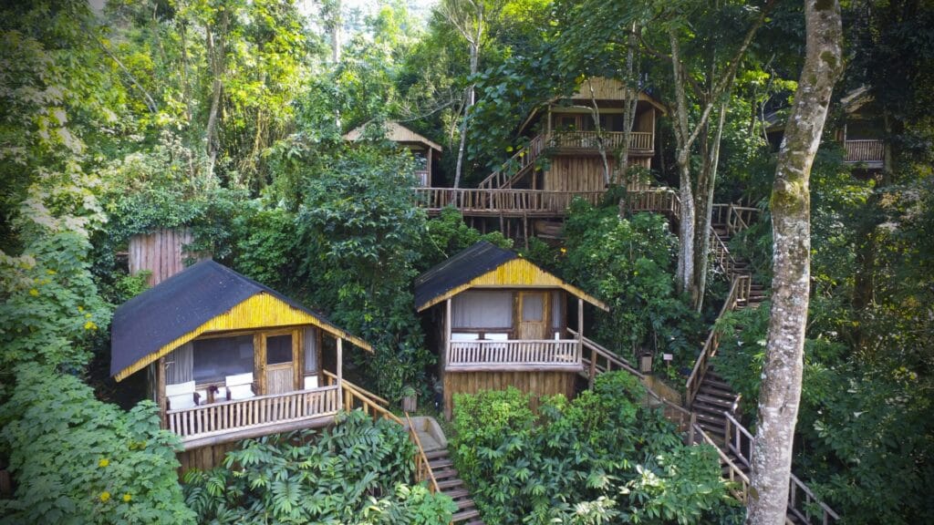 The Ultimate Guide to Gorilla Trekking in Bwindi Impenetrable National Park with Afraeka Adventures