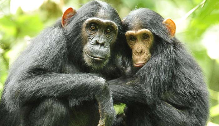 Chimpanzee tracking in Budongo Forest Kaniyo Pabidi Murchison Falls top activities