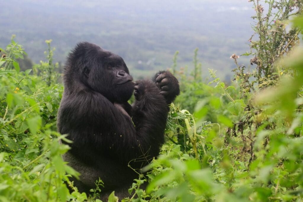 Uganda vs. Rwanda vs. DRC