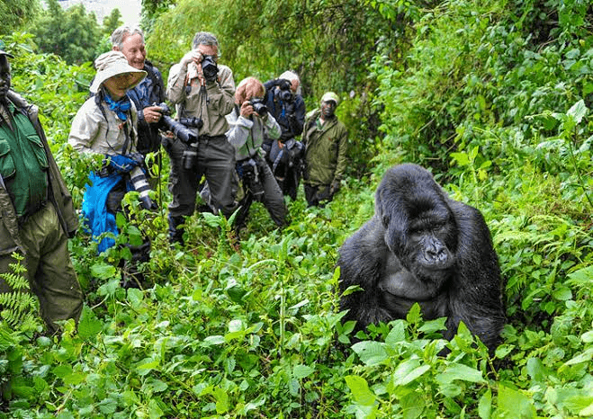 Uganda Luxury Safari
