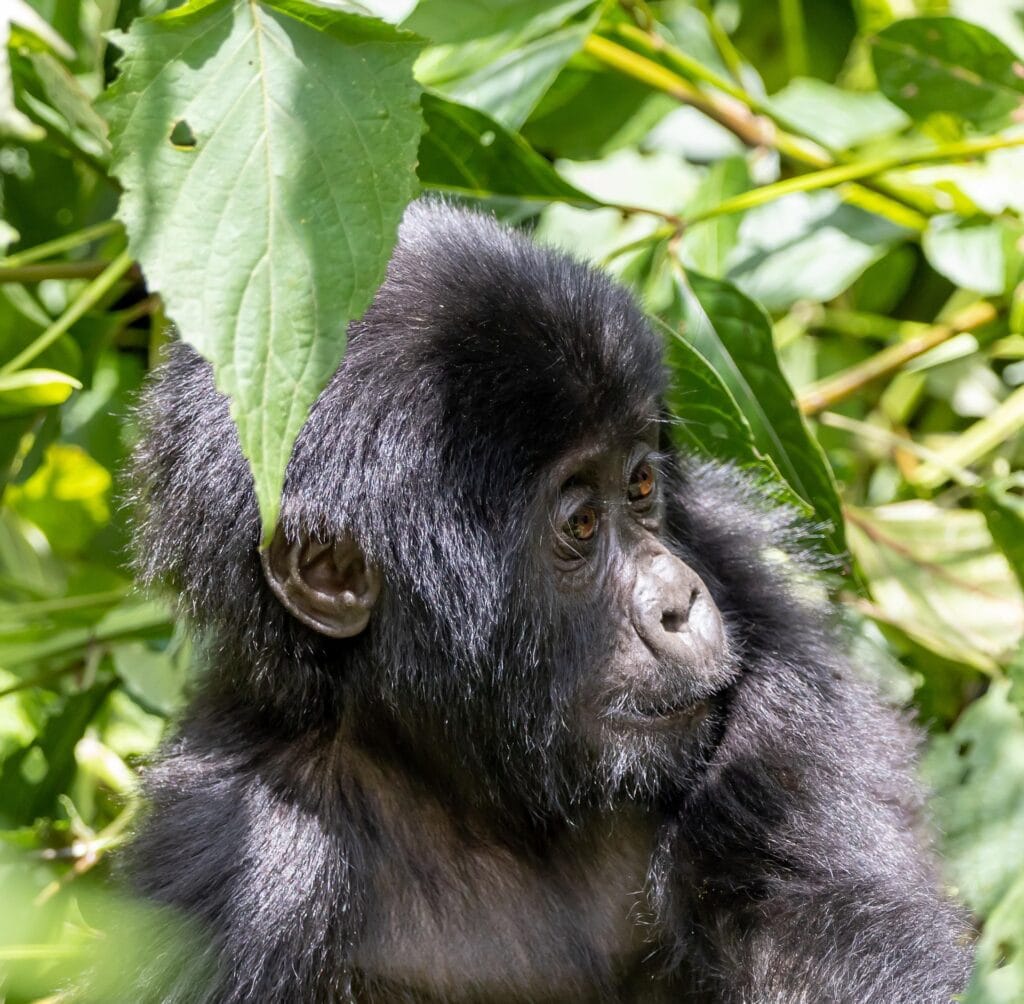 Gorilla Trek with Afraeka Adventures