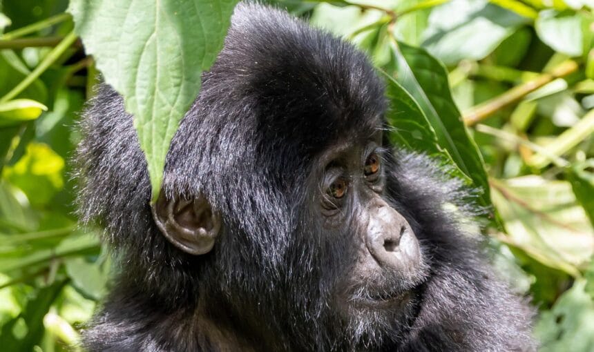 The Complete 2026 Guide to a 3-Day Bwindi Gorilla Trek with Afraeka Adventures 9 The Complete 2026 Guide to a 3-Day Bwindi Gorilla Trek with Afraeka Adventures