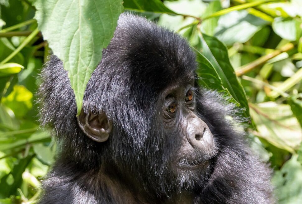 Gorilla Trek with Afraeka Adventures