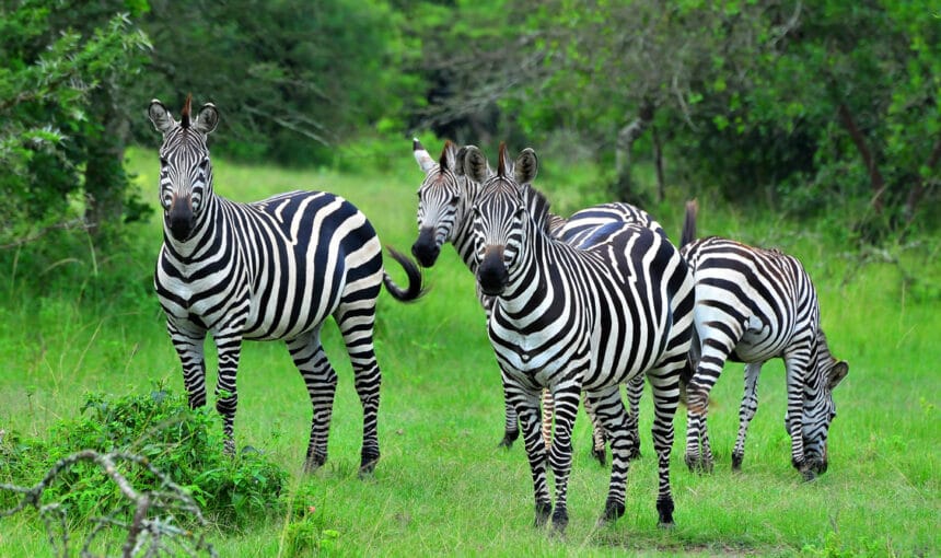Giants, Zebras, and Hidden Gems: Why Lake Mburo is the Perfect Uganda Luxury Safari Stop