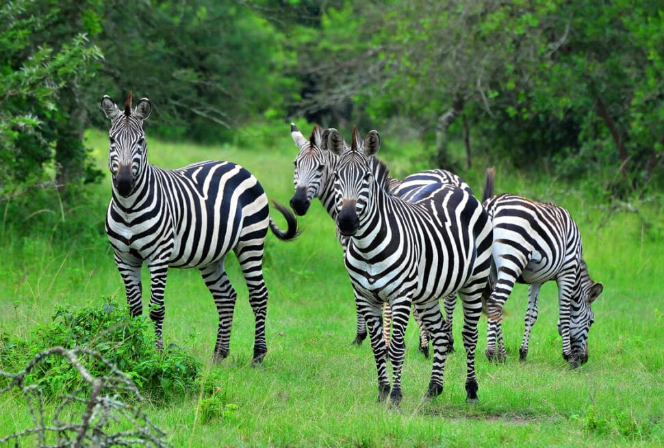Giants, Zebras, and Hidden Gems: Why Lake Mburo is the Perfect Uganda Luxury Safari Stop