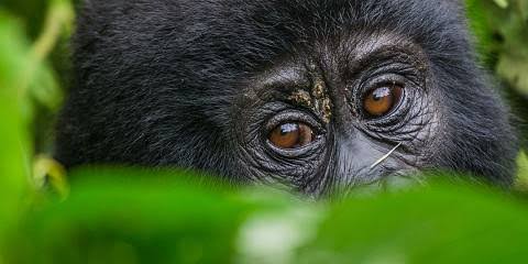 3 Day Uganda Gorilla Safari