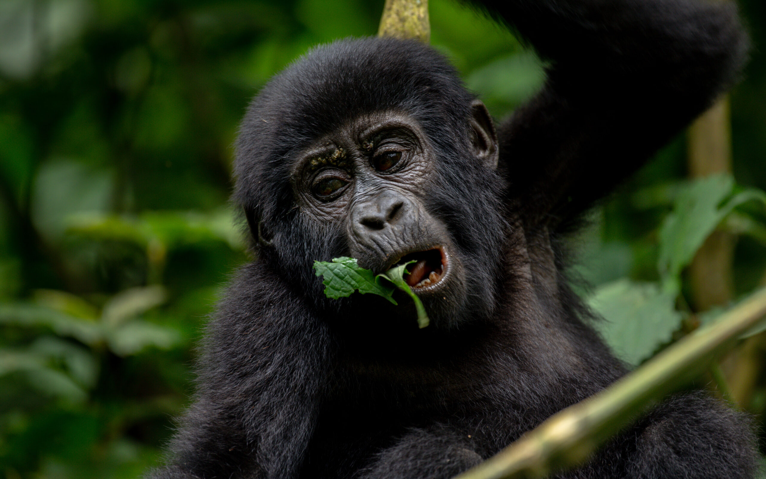 3 Day Uganda Gorilla Safari – The Honest Guide to Trekking Bwindi in 2026/2027