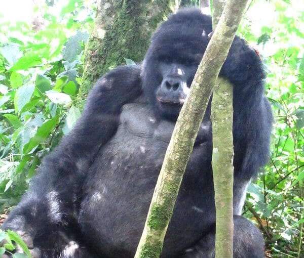 3 Day Uganda Gorilla Safari – The Honest Guide to Trekking Bwindi in 2026/2027