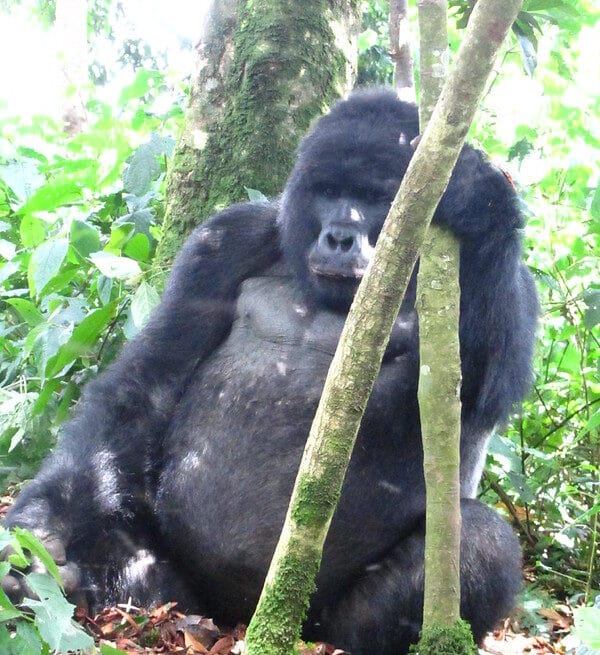 3 Day Uganda Gorilla Safari trekking in Bwindi Impenetrable Forest with Afraeka Adventures