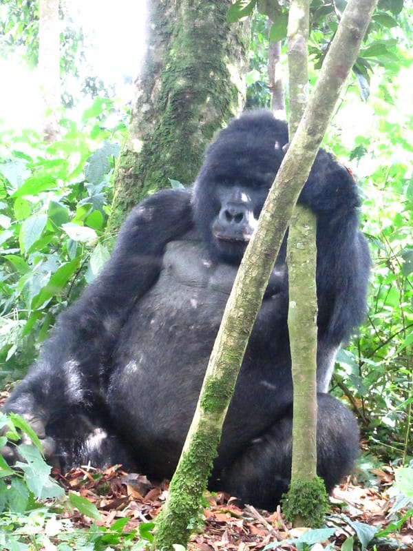 3 Day Uganda Gorilla Safari trekking in Bwindi Impenetrable Forest with Afraeka Adventures