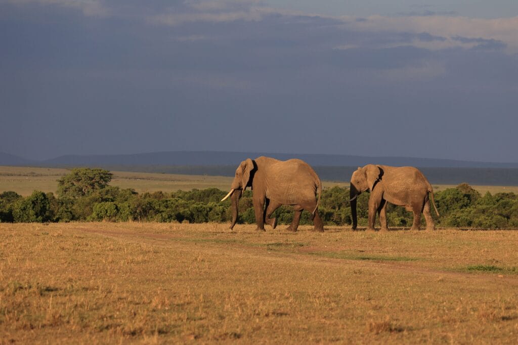 Consejos para viajar a Uganda - Vehículo safari en el Parque Nacional Queen Elizabeth con elefantes