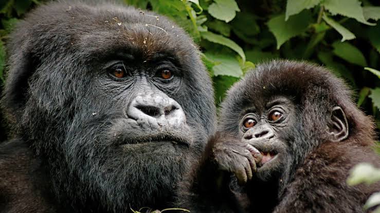Why Uganda is the Ultimate AFCON 2027 Destination Over Kenya 2 Gorilla trekking during AFCON 2027 Uganda with Afraeka Adventures