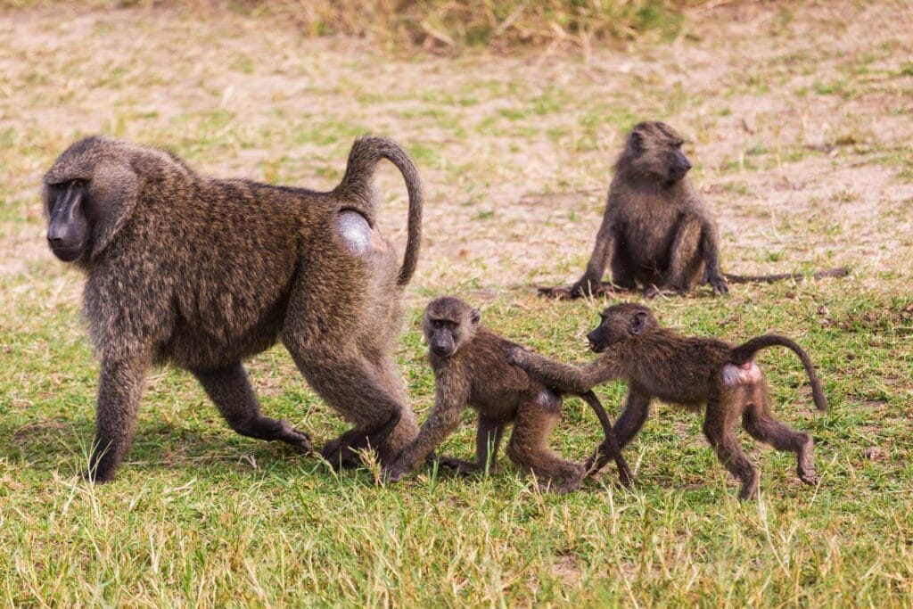 Afraeka Adventures: Your Gateway to Authentic East African Safaris