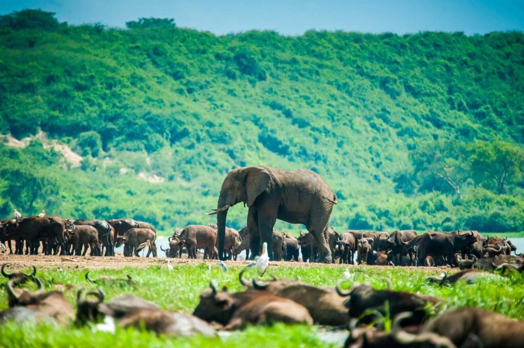 Afraeka Adventures: Your Gateway to Authentic East African Safaris