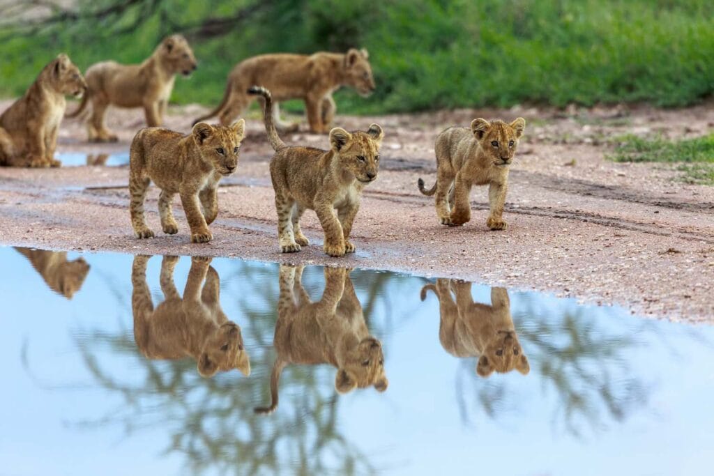 Afraeka Adventures: Your Gateway to Authentic East African Safaris