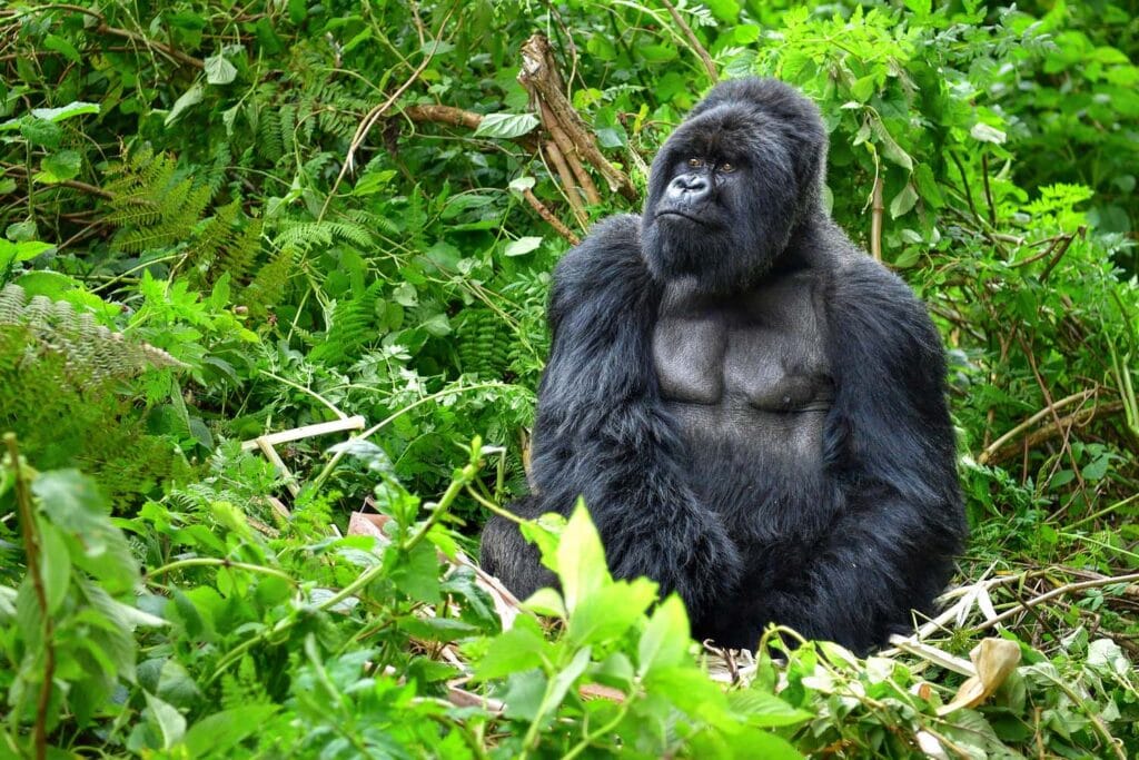 Uganda Safari from Entebbe Airport: The Complete Guide for First-Time Visitors (2026)