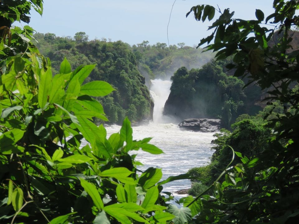 The Ultimate Guide to the Murchison Falls Game Drive Experience: Costs, Wildlife & Best Times