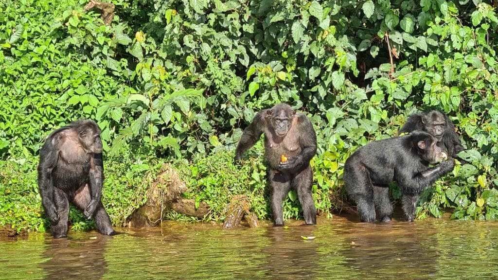 	Ngamba Island chimpanzee sanctuary Uganda travel guide