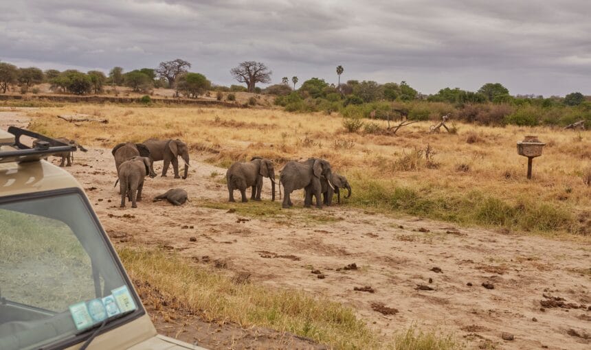 Rondreis Oeganda – Top 7-daagse Safari & Ultieme Reisgids