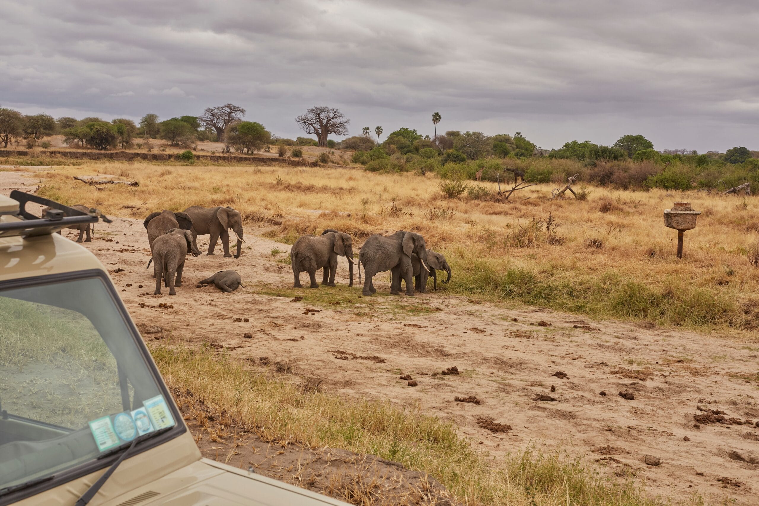 Rondreis Oeganda - Safari voertuig in Queen Elizabeth Nationalpark met olifanten