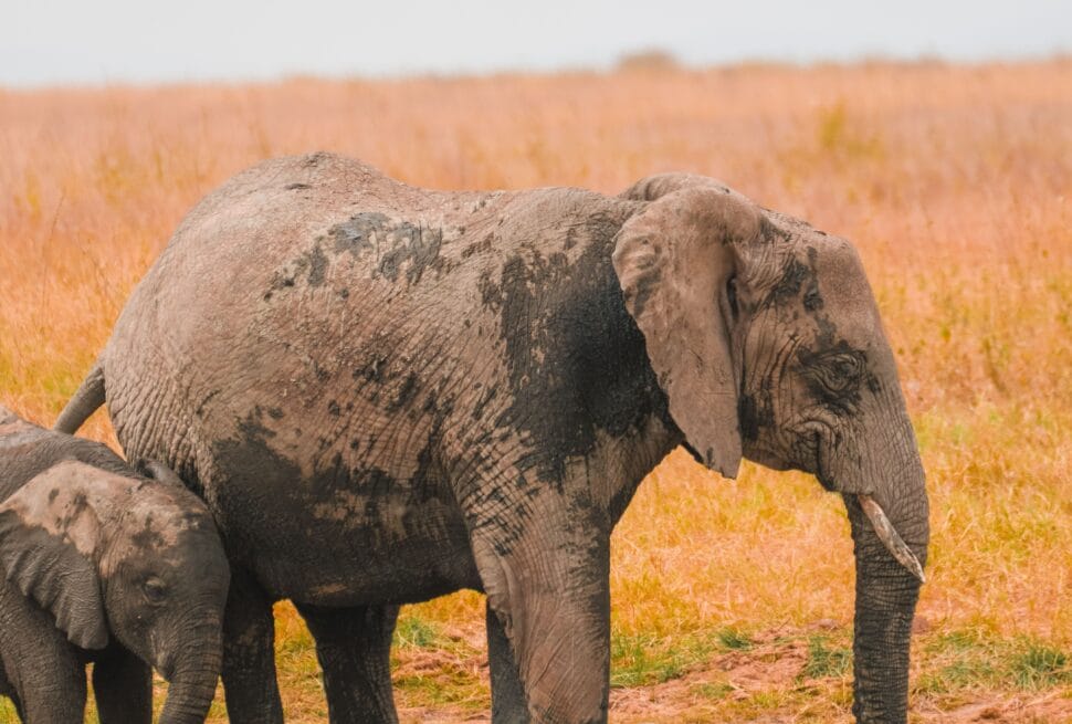 Consejos para viajar a Uganda Rundreise Uganda - Safari-Fahrzeug im Queen Elizabeth Nationalpark mit Elefanten