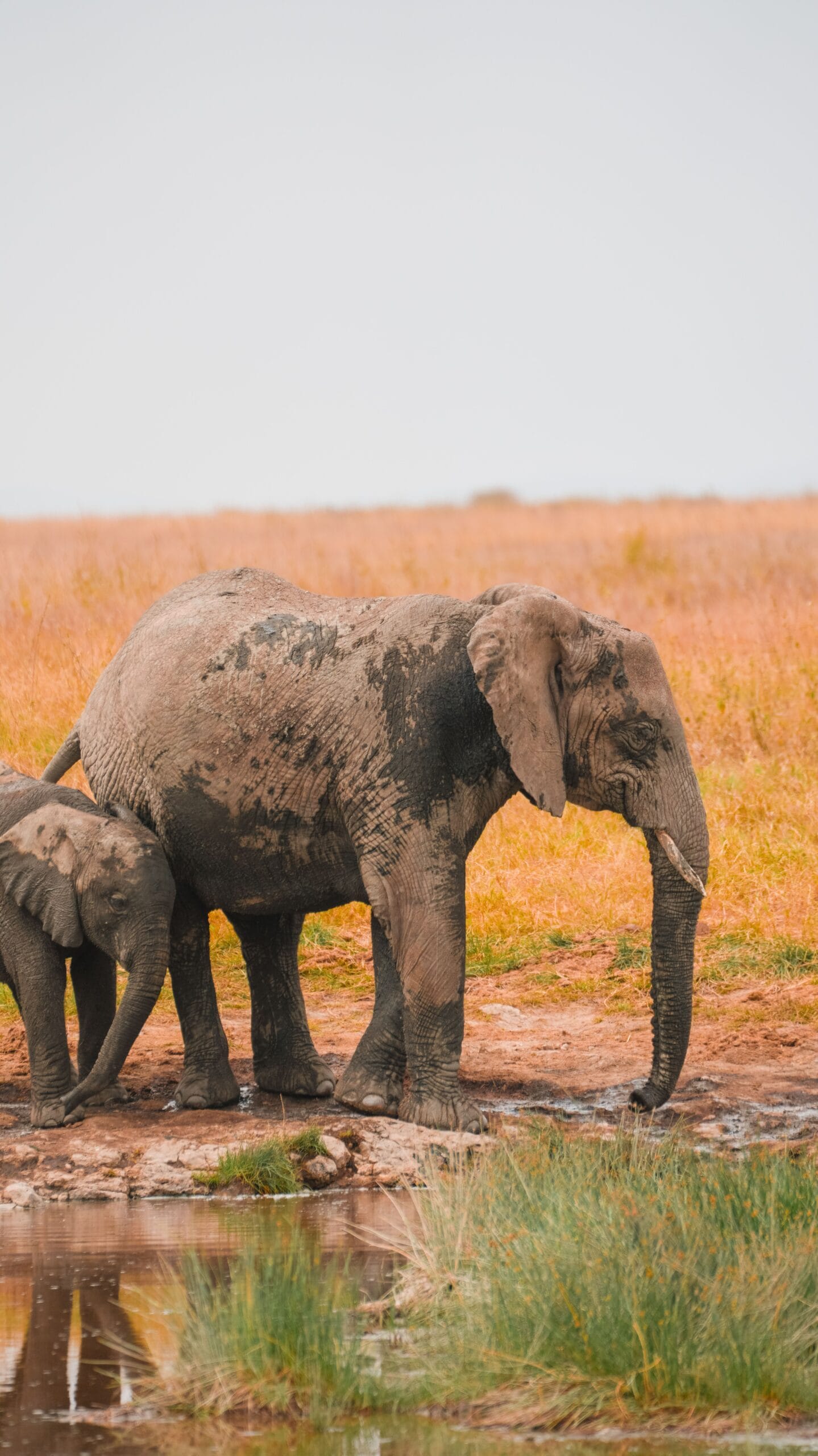 Consejos para viajar a Uganda Rundreise Uganda - Safari-Fahrzeug im Queen Elizabeth Nationalpark mit Elefanten