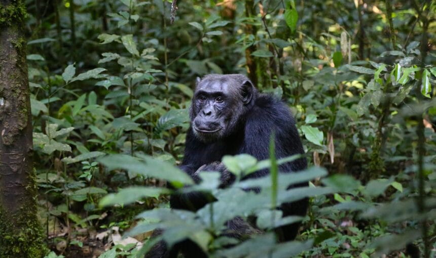 Schimpansen Trekking Uganda – Top 5 Orte & Preise 2027
