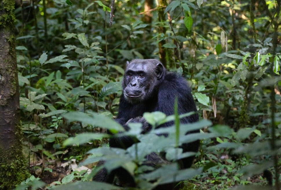 Schimpansen Trekking Uganda - Schimpanse im Kibale-Wald beim Klettern