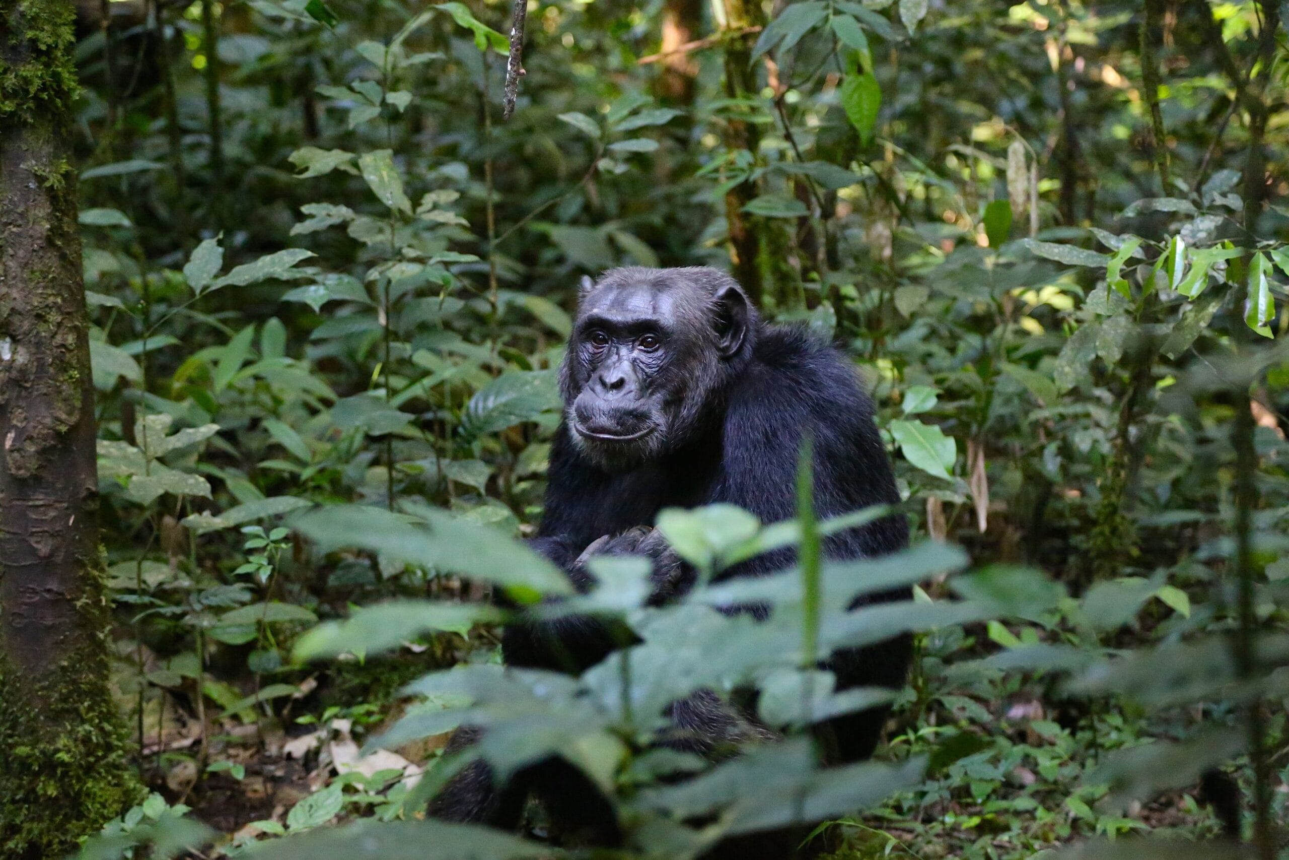 Schimpansen Trekking Uganda - Schimpanse im Kibale-Wald beim Klettern
