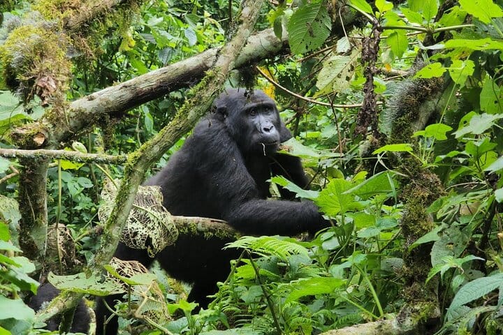 Top 5 Safari Destinations in Uganda: A Guide for Dutch Travelers 🇳🇱🇺🇬