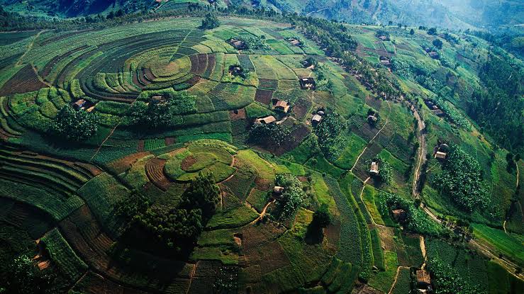 Uganda Safari: The Ultimate Travel Guide for Visitors from the USA, Europe & Australia (2026) 5 Uganda Safari: The Ultimate Travel Guide for Visitors from the USA, Europe & Australia (2026)