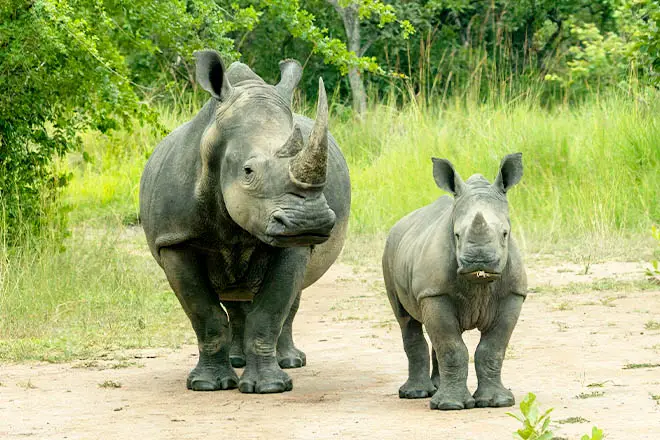 Ziwa Rhino Sanctuary: Uganda’s Home of the White Rhinos – The Complete Visitor’s Guide