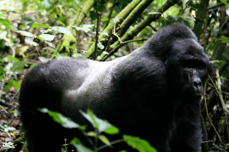 Afraeka Adventures gorilla trekking in Bwindi Impenetrable Forest