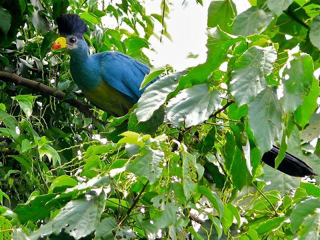 Birdwatching boardwalk in Bigodi Wetland, adjacent to Kibale Forest National Park, home to the Great Blue Turaco.