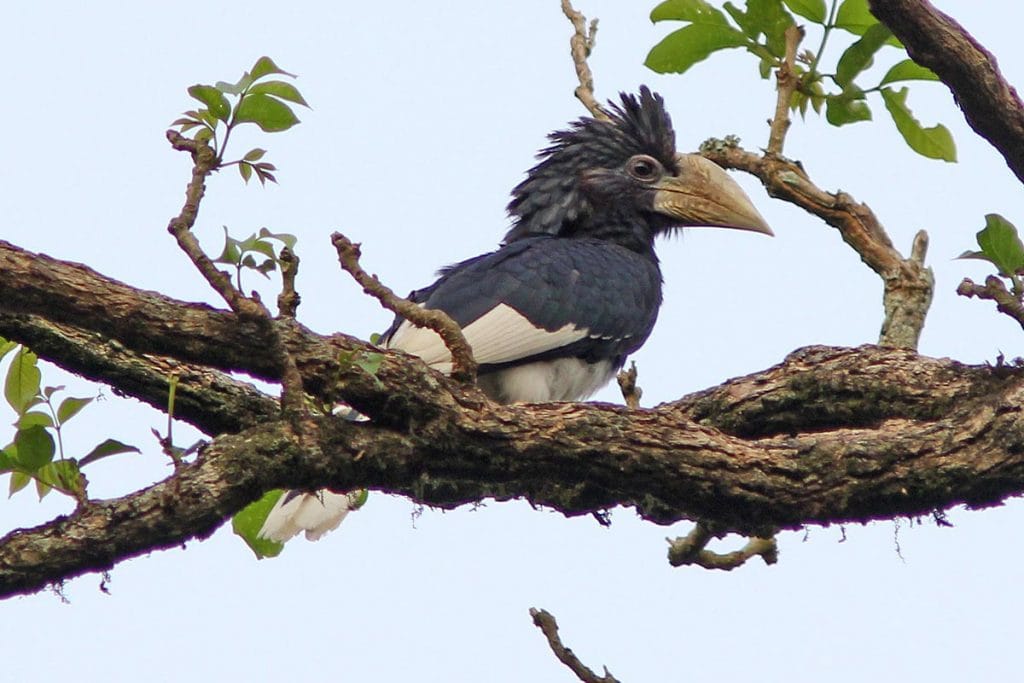 Kibale Forest National Park 2025/2026: Chimpanzee Trekking & Ultimate Primate Safari Guide