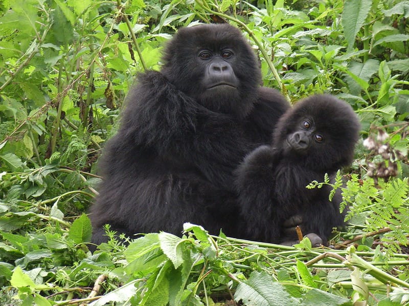 3 Day Uganda Gorilla Safari trekking in Bwindi Impenetrable Forest