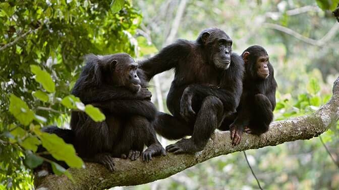 Queen Elizabeth National Park 2025/2026: Wildlife, Tree-Climbing Lions & Ultimate Safari Guide 6 Chimpanzee trekking in Kyambura Gorge rainforest within Queen Elizabeth National Park.