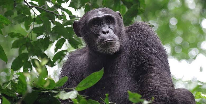 Queen Elizabeth National Park 2025/2026: Wildlife, Tree-Climbing Lions & Ultimate Safari Guide 5 Chimpanzee trekking in the lush Kyambura Gorge rainforest within Queen Elizabeth National Park.