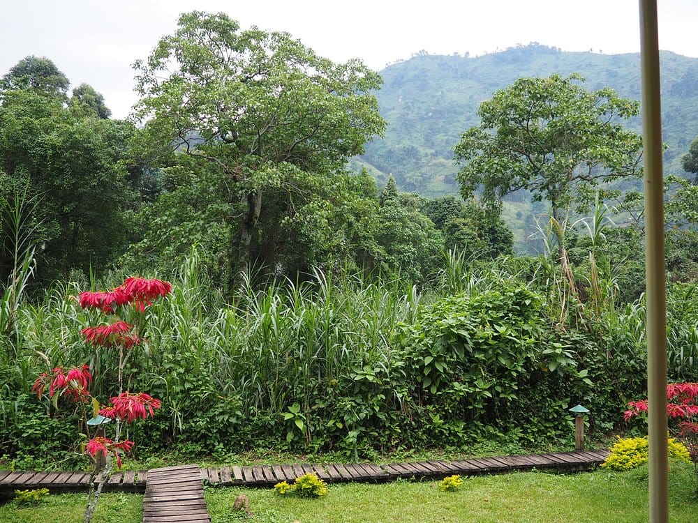 Rustic and comfortable eco-friendly bandas at Ruboni Community Camp in Kasese
