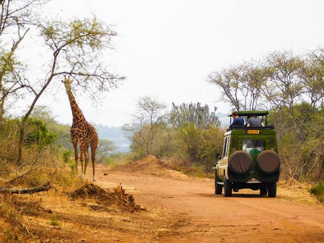  Elephants and Rothschild giraffes on the Buligi Peninsula during a game drive on a safari in Uganda Murchison Falls.