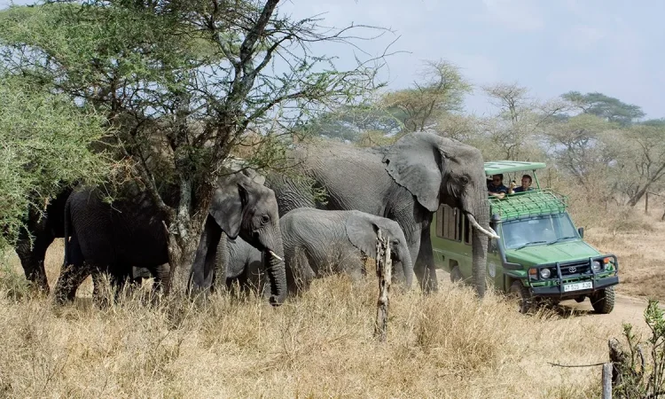 Queen Elizabeth National Park 2025/2026: Wildlife, Tree-Climbing Lions & Ultimate Safari Guide 3 Morning game drive on the Kasenyi Plains of Queen Elizabeth National Park with elephants and Uganda kobs.