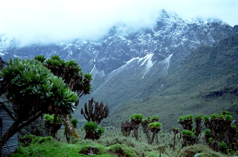 Towering giant groundsels and lobelias in the alpine zone of Rwenzori Mountains National Park during a trekking safari.