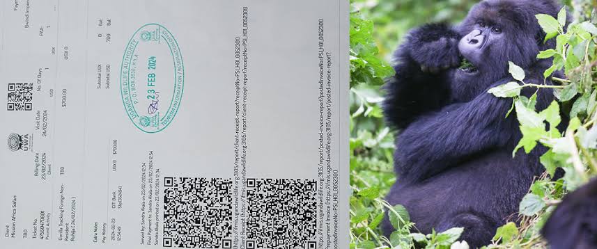 Gorilla permits Uganda displayed on a digital device overlooking the misty Bwindi Impenetrable Forest with Afraeka Adventures.