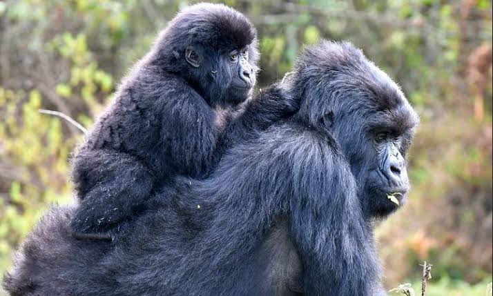 The Ultimate Guide to a Gorilla Safari Uganda: Costs, Parks, and Expert Itineraries for 2025/2026 2 The Ultimate Guide to a Gorilla Safari Uganda: Costs, Parks, and Expert Itineraries for 2025/2026