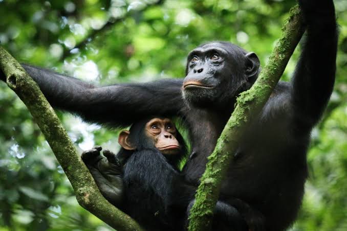 Kibale Forest National Park 2025/2026: Chimpanzee Trekking & Ultimate Primate Safari Guide