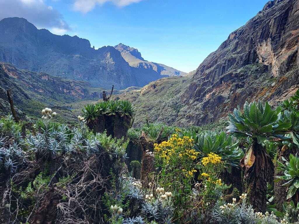 Adventure through the lush montane forest on the Kilembe Trail, one of the main routes in Rwenzori Mountains National Park.