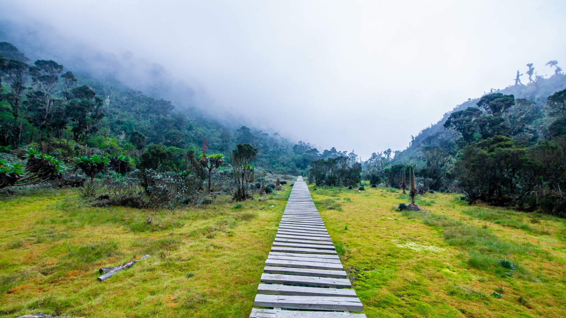 Navigate the lush montane forest on the Kilembe Trail, one of the main routes in Rwenzori Mountains National Park.