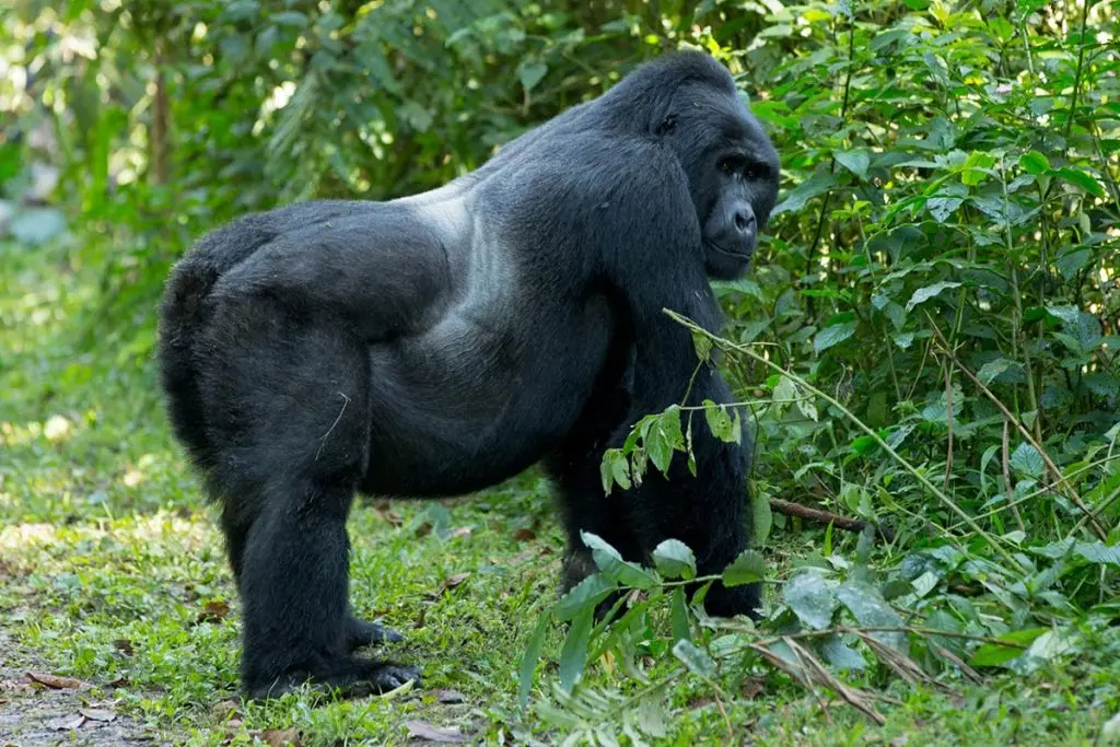 Luxury Safaris in Uganda 2025/2026: Exclusive Lodges, Private Charters & Bespoke Itineraries