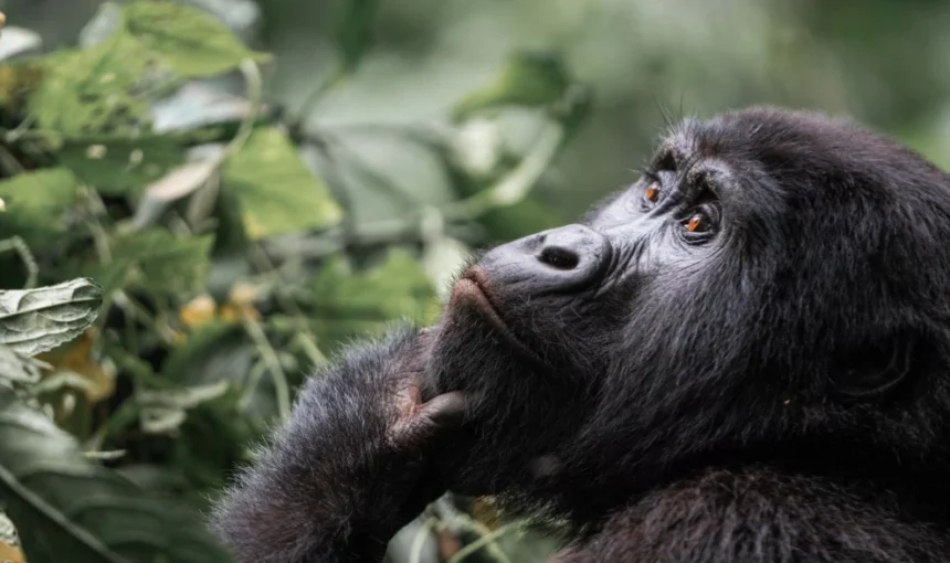 The Ultimate Guide to Your Gorilla Hike in Uganda (2025/2026) 3 The Ultimate Guide to Your Gorilla Hike in Uganda (2025/2026)
