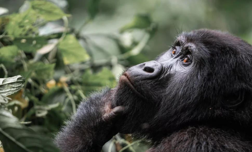A majestic silverback mountain gorilla deep in the lush Bwindi Impenetrable Forest during a gorilla hike in Uganda